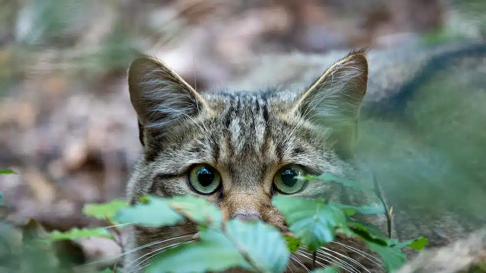Ebbecke Verfahrenstechnik Wildkatze